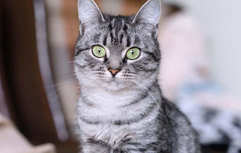 American Shorthair