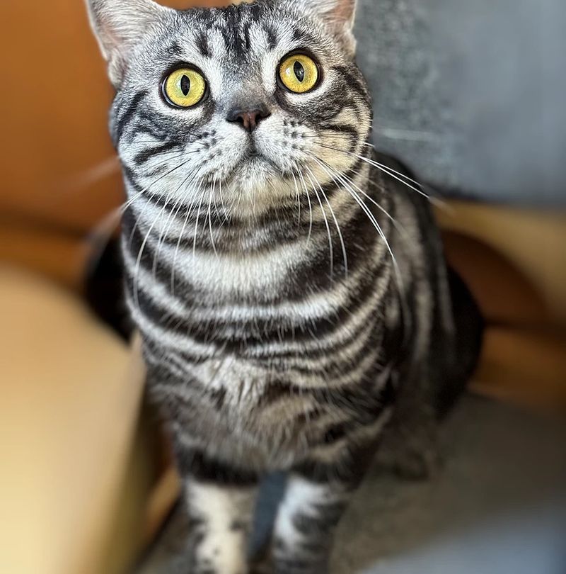 American Shorthair