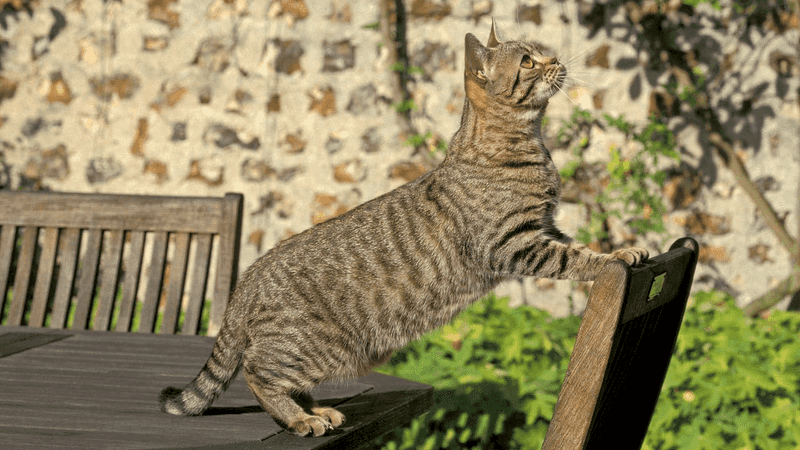 American Shorthair