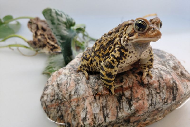 American Toad