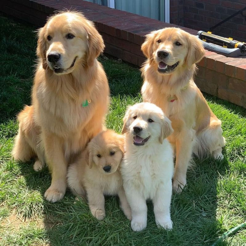American Type's Family Integration