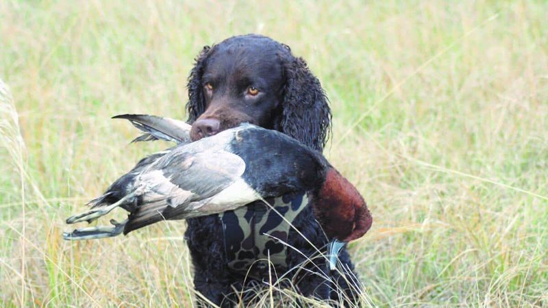 American Water Spaniel