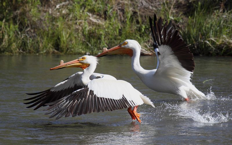 American White Pelican