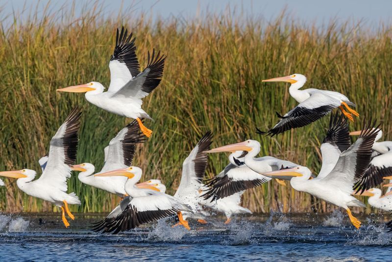 American White Pelican