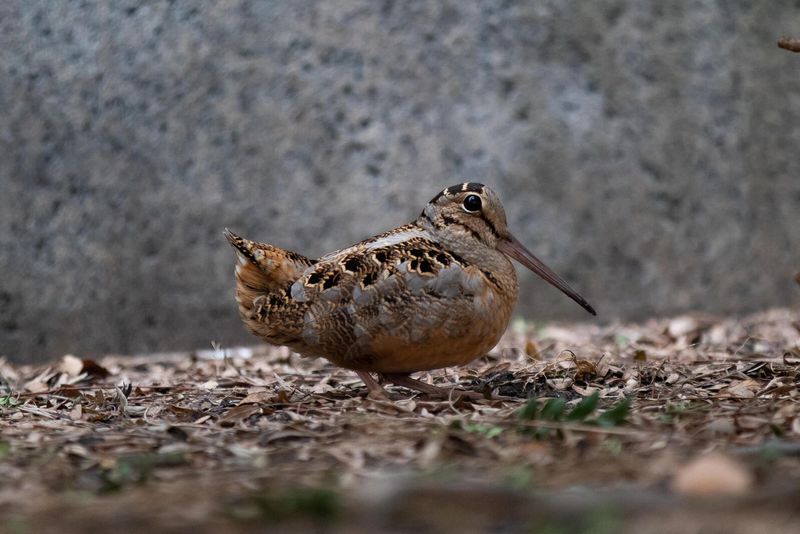 American Woodcock