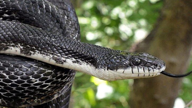 America’s 20 Most Misidentified ‘Dangerous’ Animals