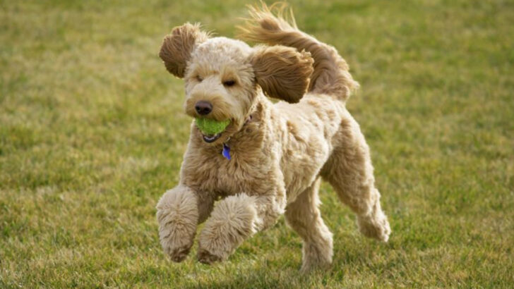 America’s 21 Most Overhyped ‘Designer’ Dog Breeds