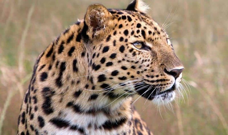 Amur Leopard