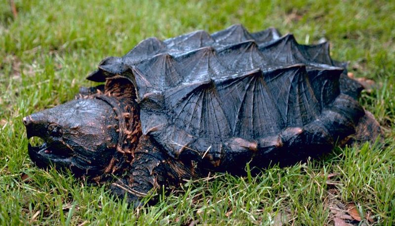 An Ancient Predator Resurfaces