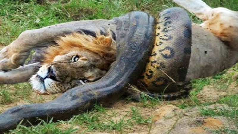 Anaconda