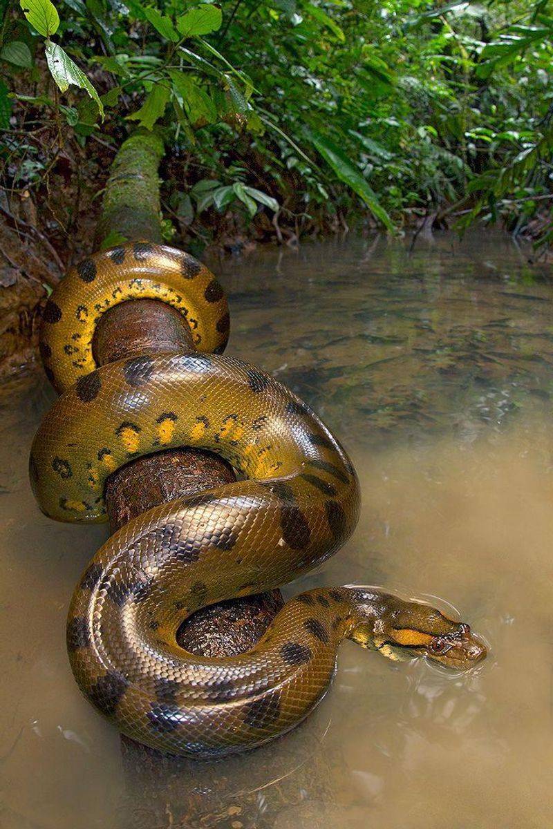 Anaconda