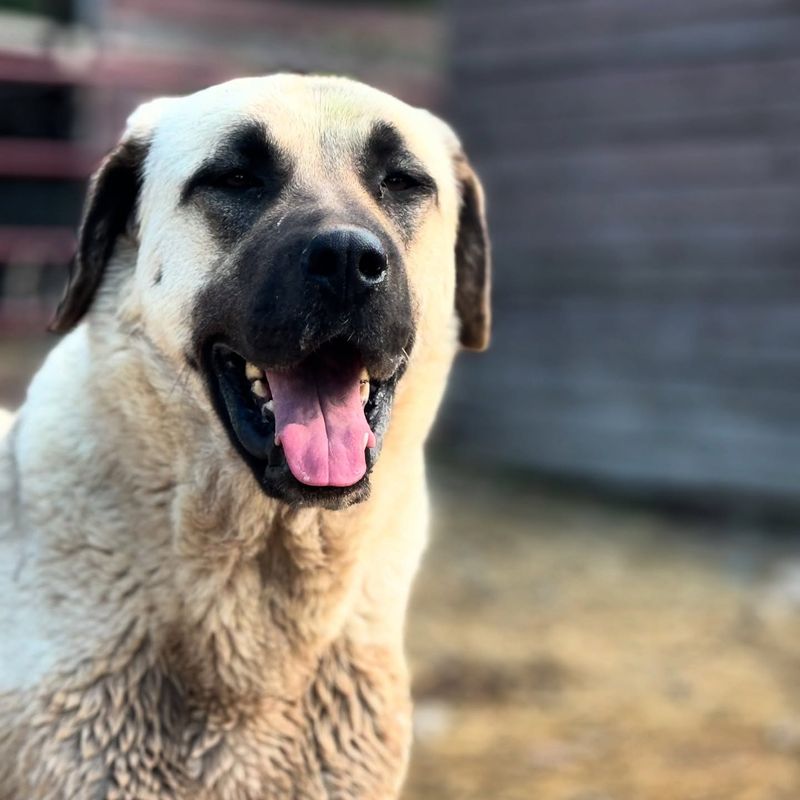 Anatolian Shepherd