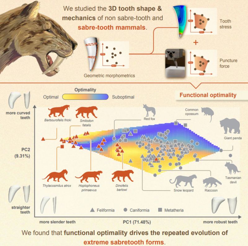 Anatomical Adaptations