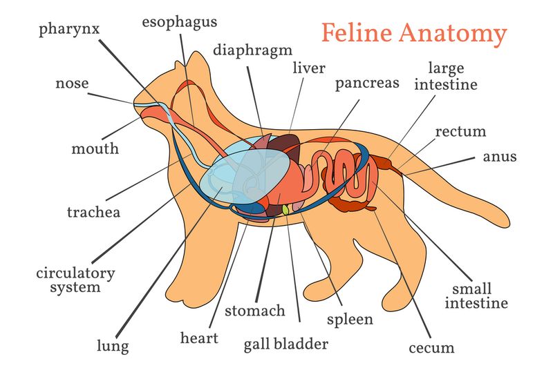 Anatomical Features