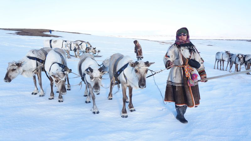 Ancient Partnership: Reindeer and Humans
