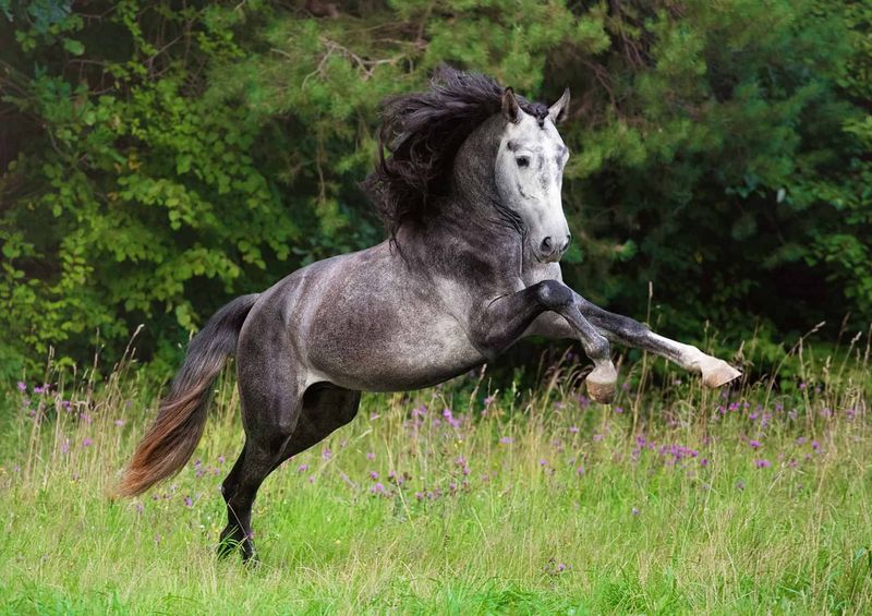 Andalusian