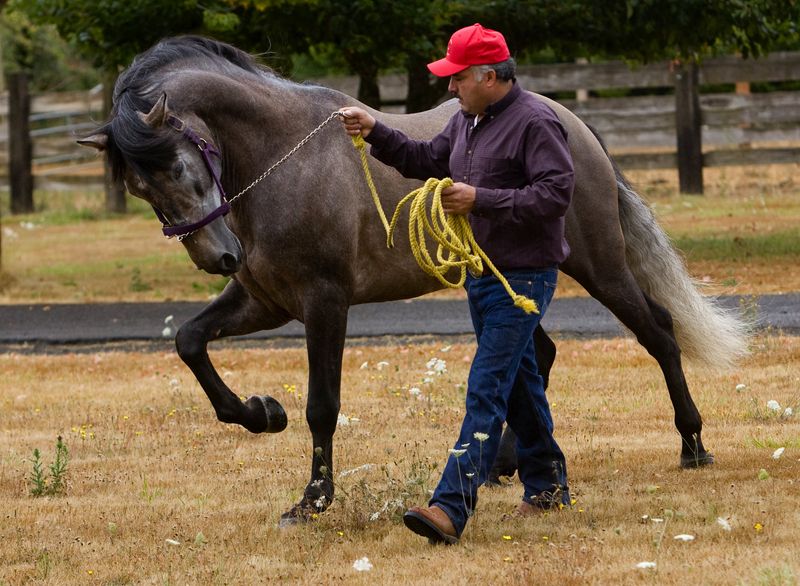 Andalusian Horse
