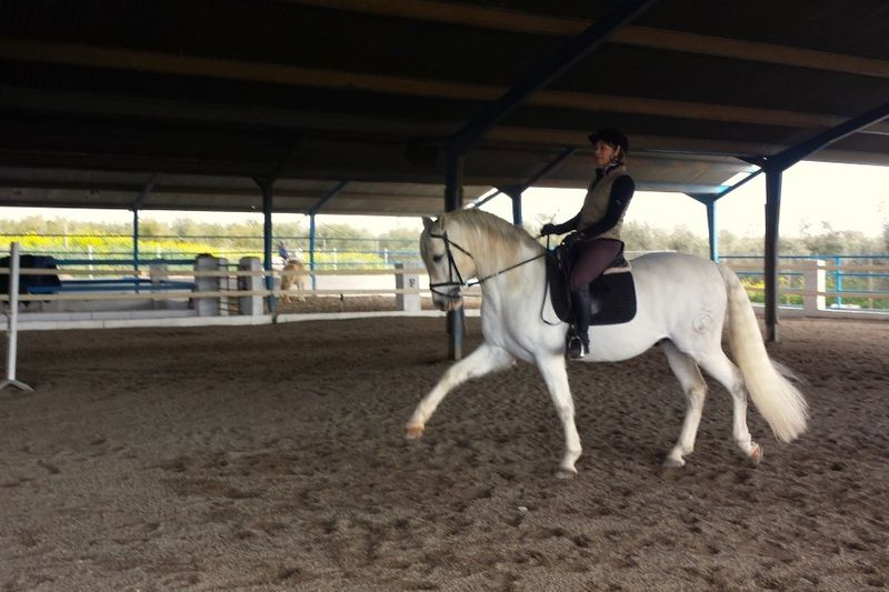 Andalusian