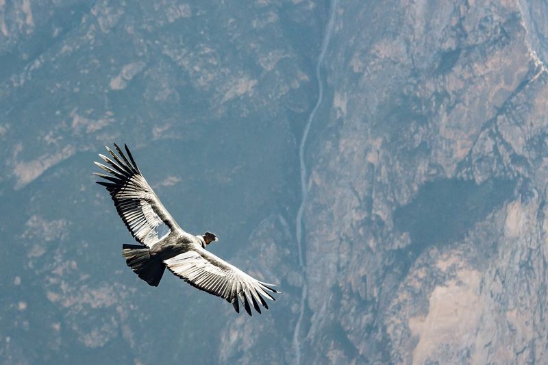 Andean Condor