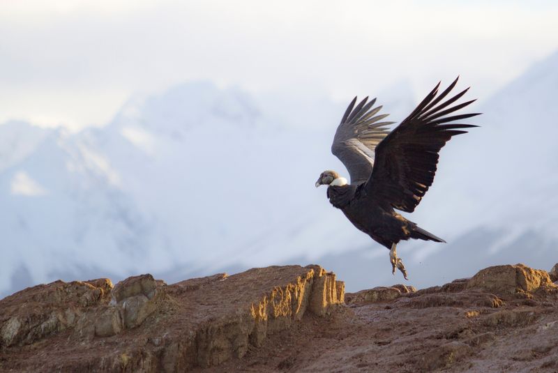 Andean Condor