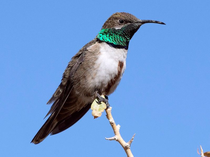 Andean Hillstar