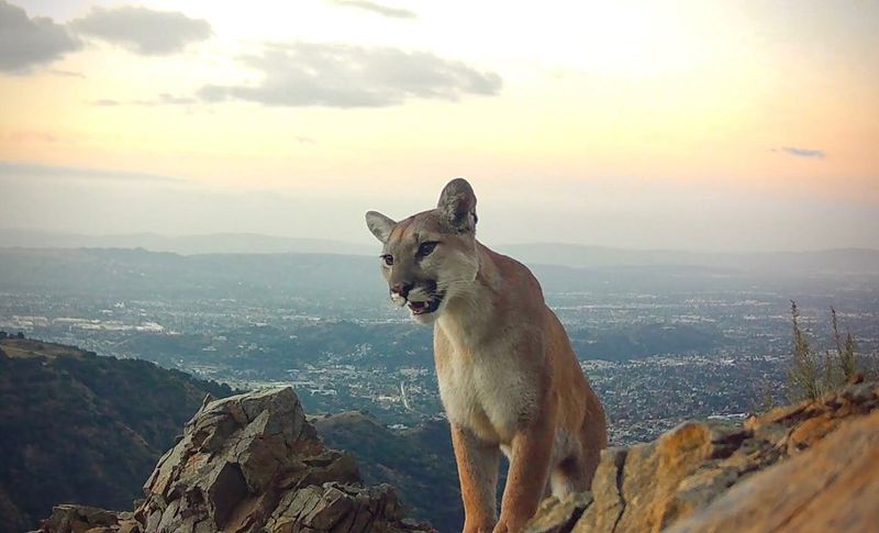 Angeles National Forest