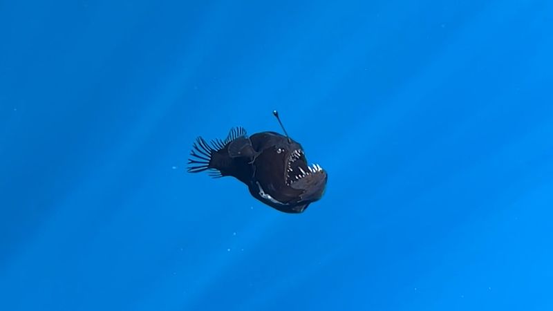Anglerfish