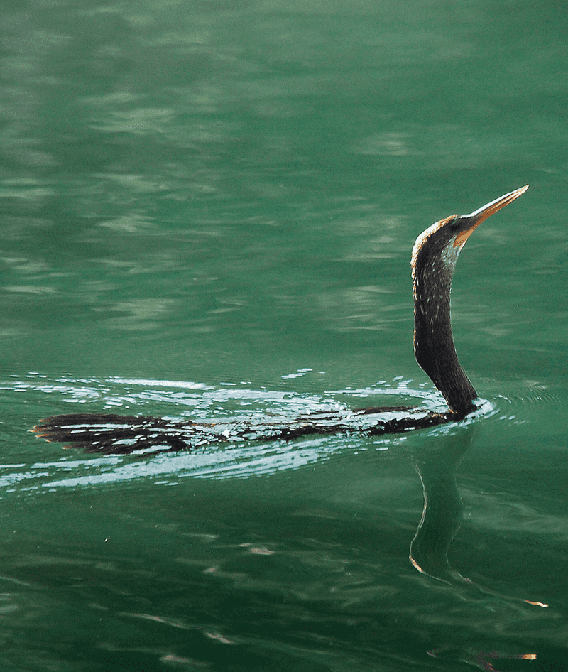 Anhinga