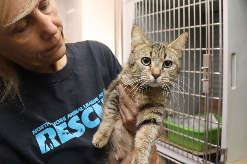 Animal Rescue Partnerships