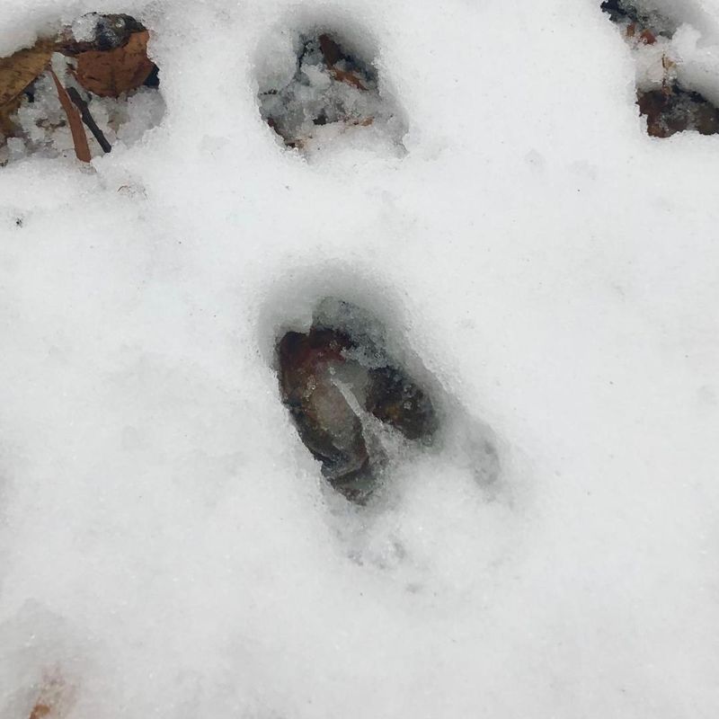 Animal Tracking