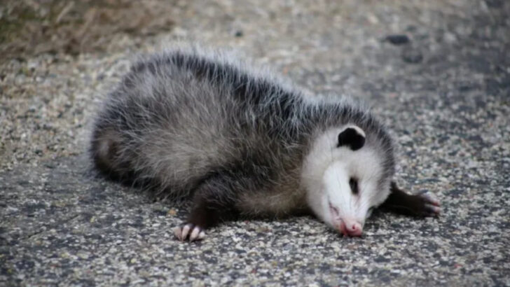 Animals That Fake Injuries to Survive—and Fool Everyone Watching