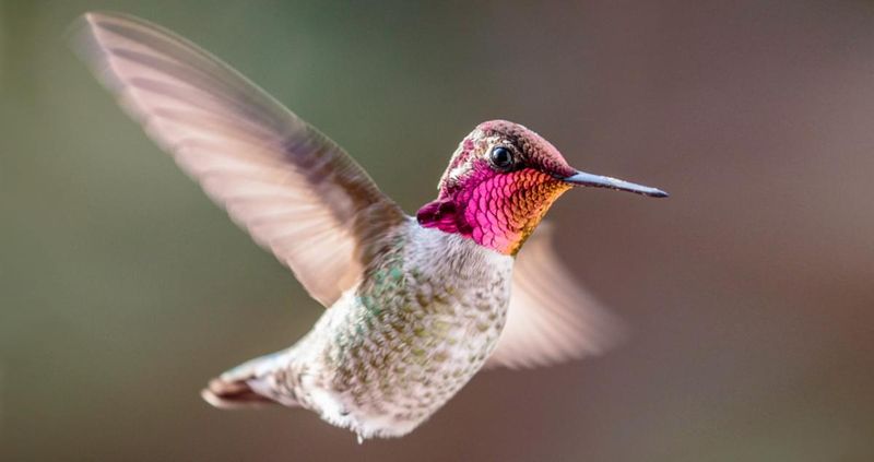 Anna's Hummingbird