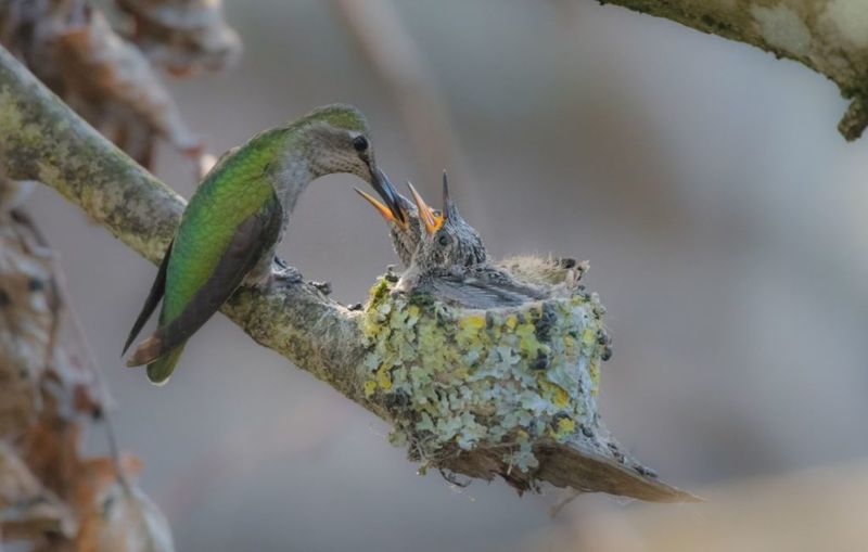 Anna's Hummingbird