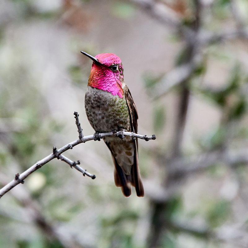 Anna's Hummingbird