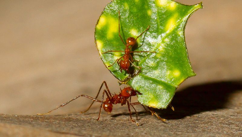 Ant