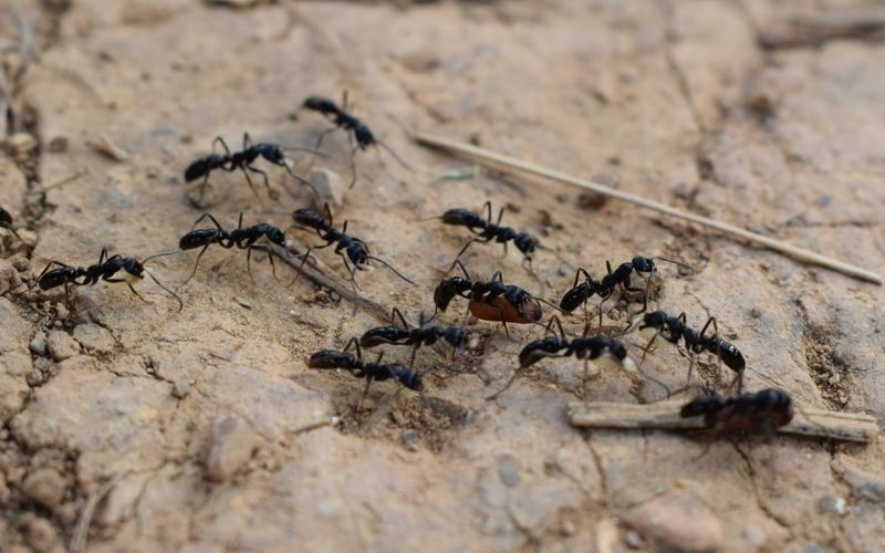 Ant