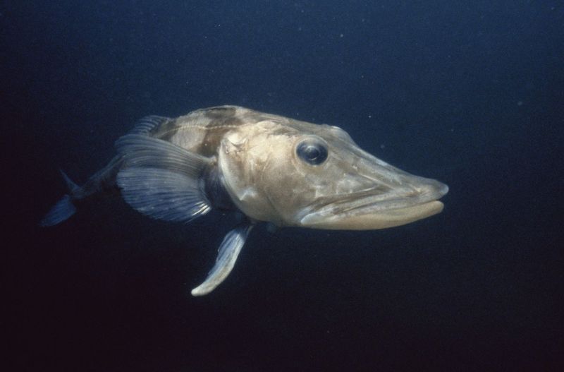 Antarctic Icefish