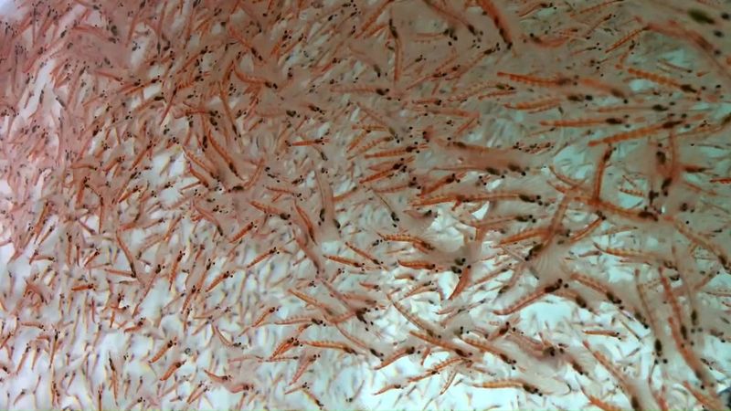 Antarctic Krill
