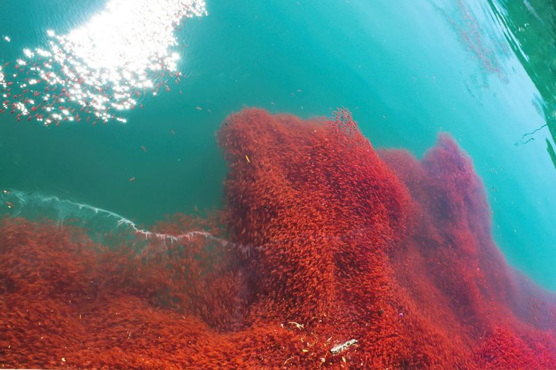 Antarctic Krill