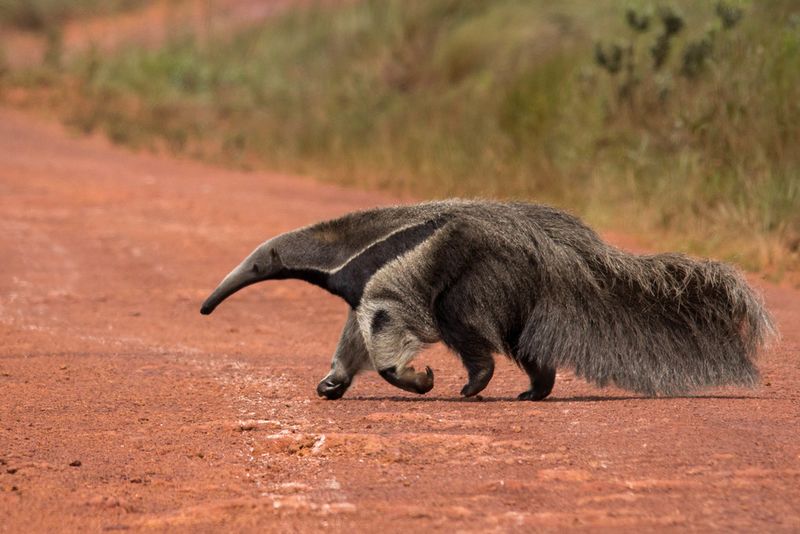 Anteater