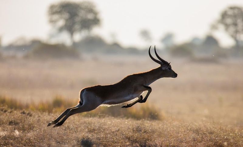 Antelope