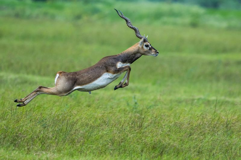 Antelope