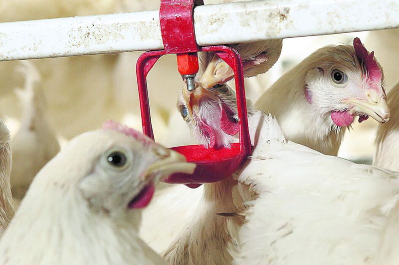 Antibiotic Overuse