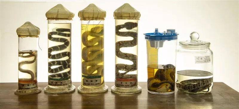 Antivenom Development Challenges