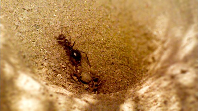 Antlion