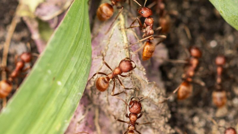 Ants