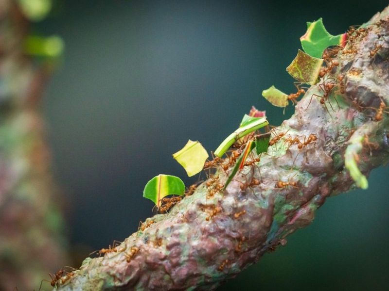 Ants Farming Fungi