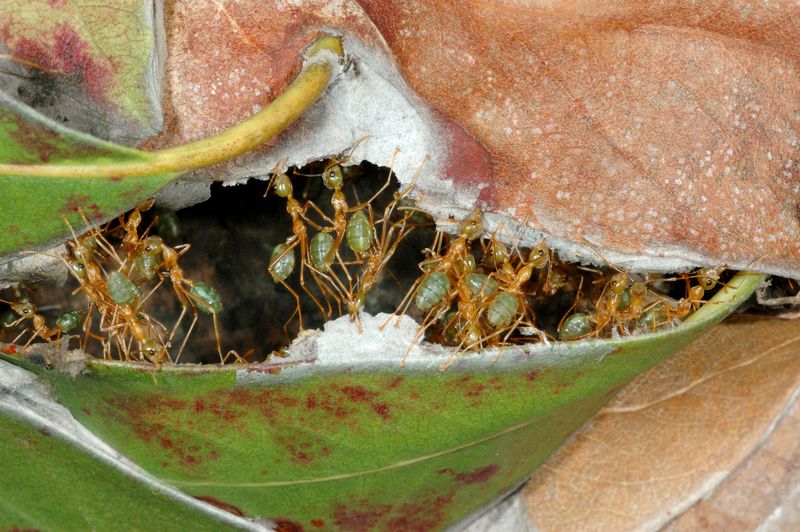 Ants
