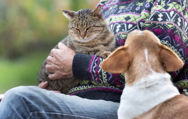 Appears Jealous of Other Pets