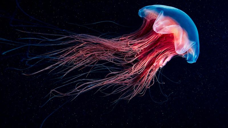 Aquarius - Jellyfish